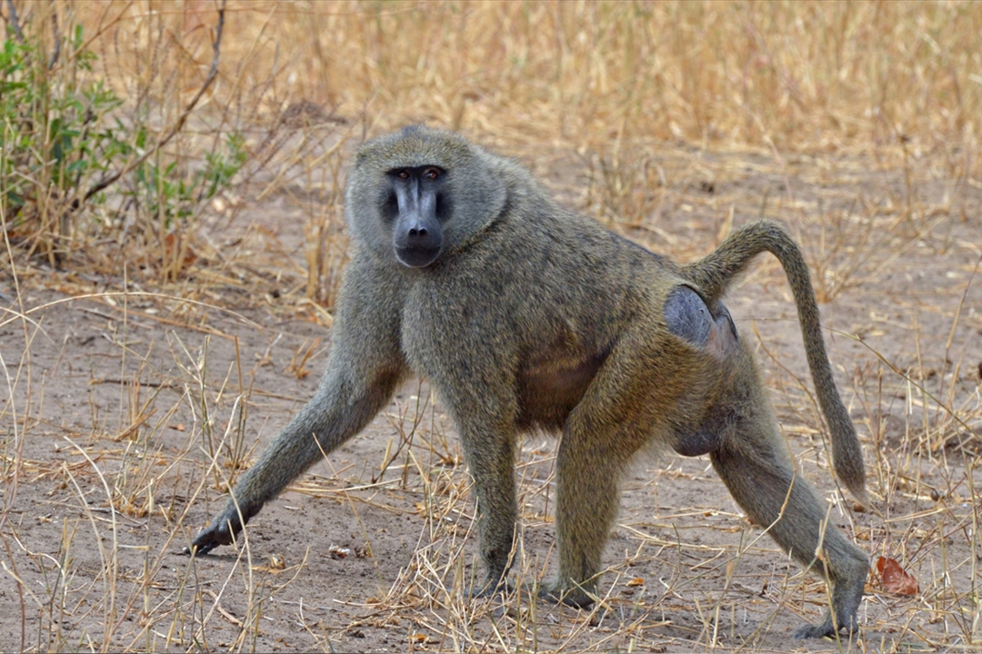 ta-0150