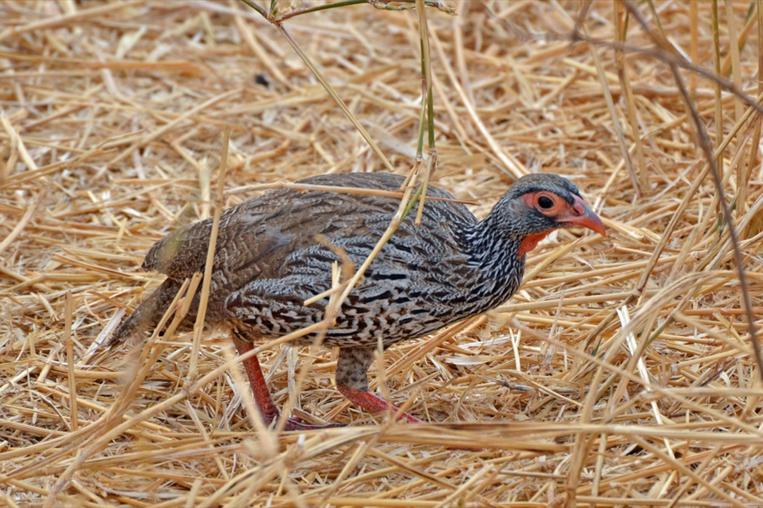 ta-0159