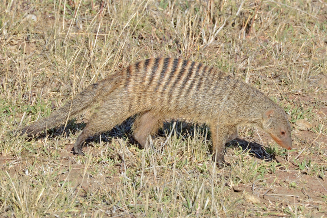 ta-0175