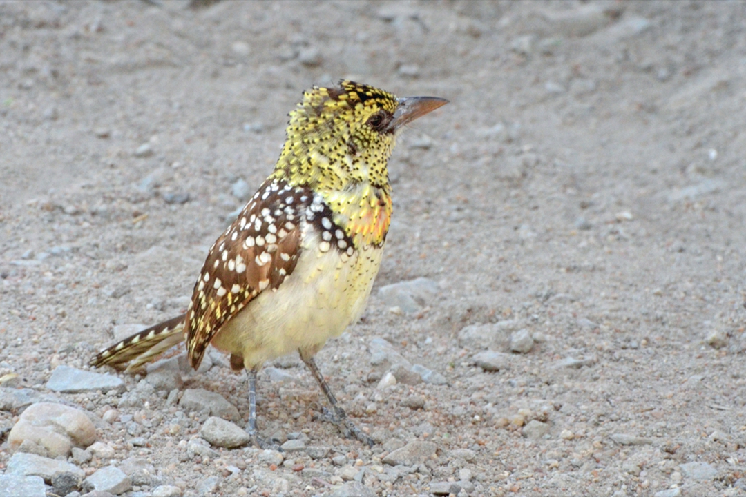 ta-0199