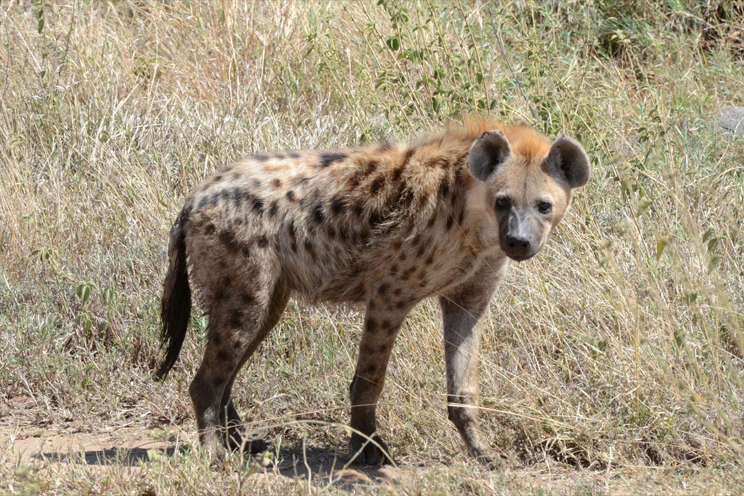 ta-0698