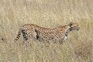 ta-0323