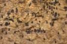 bor-0209-G11
